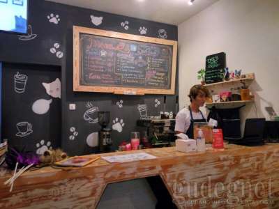 Cats and Coffee Jogja