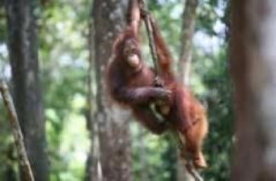 Jogja Orangutan Centre  Yogyakarta