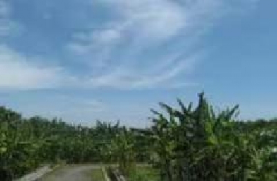 Kebun Plasma Nutfah Pisang Yogyakarta