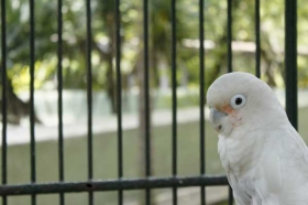Salah satu burung di Gembira Loka Zoo Yogyakarta