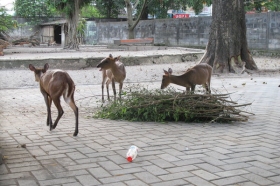 Rusa di Gembira Loka Zoo