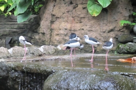 Flamingo di Gembira Loka Zoo