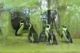 Pinguin di Gembira Loka Zoo