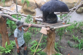 Binturong di Gembira Loka Zoo