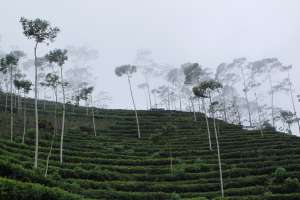 Suasana Kebun Teh Tritis saat kabut turun