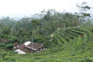 Hamparan kebun teh yang hijau