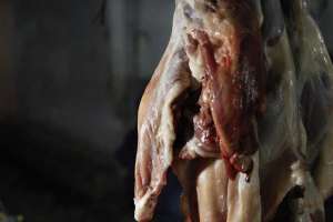 Daging kambing mentah yang masih segar