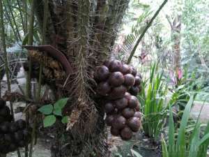 Desa Wisata Kadisobo 2 Yogyakarta