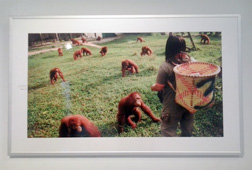 Kepunahan Orangutan dalam Bingkai Foto Kepunahan Orangutan dalam Bingkai Foto