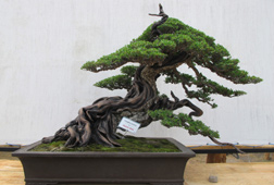 Waw, Ada Bonsai Senilai 30 Juta di Vredeburg