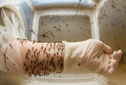 Kulkas Bisa Jadi Rumah Aedes Aegypti, Kenapa? Kulkas Bisa Jadi Rumah Aedes Aegypti, Kenapa?