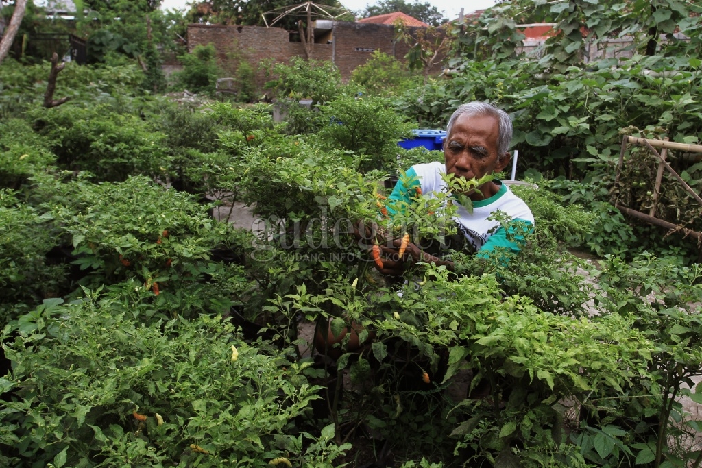 Ketahanan Pangan di Masa Pandemi, Ini yang Dilakukan Warga Panembahan Keraton