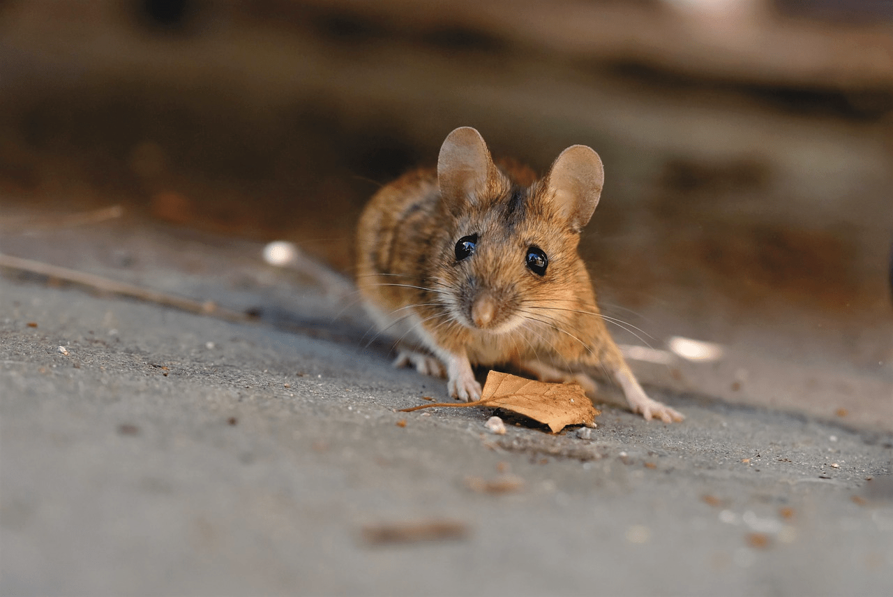 Tips Usir Tikus di Rumah Tips Usir Tikus di Rumah