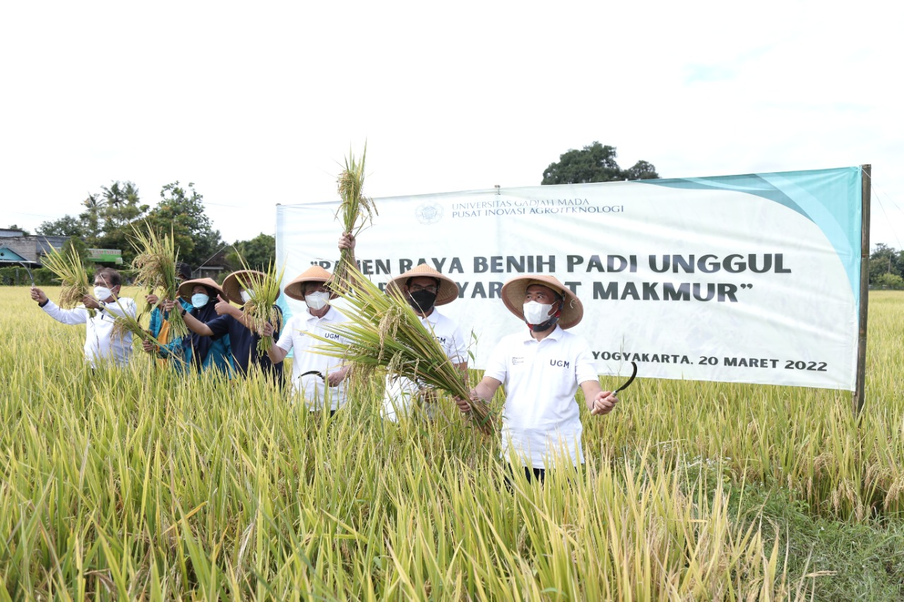 UGM Kembangkan Padi &lsquo;Amphibi&rsquo; Gamagora