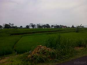 Paska Tahun Baru Harga Cabai Melambung