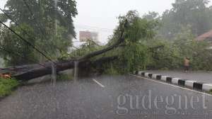 Hindari Jombor Arah Denggung, Ada Pohon Tumbang