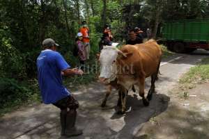 Setelah Kelompok Rentan, Hari Ini Hewan Ternak Dievakuasi dari Lereng Merapi