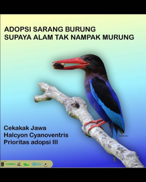 ‘Adopsi Sarang Burung’, Pelestarian Burung di Desa Jatimulyo, Kulonprogo