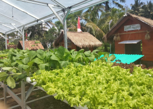 Berwisata Sambil Bercocok Tanam Di Nara Kupu Jogja